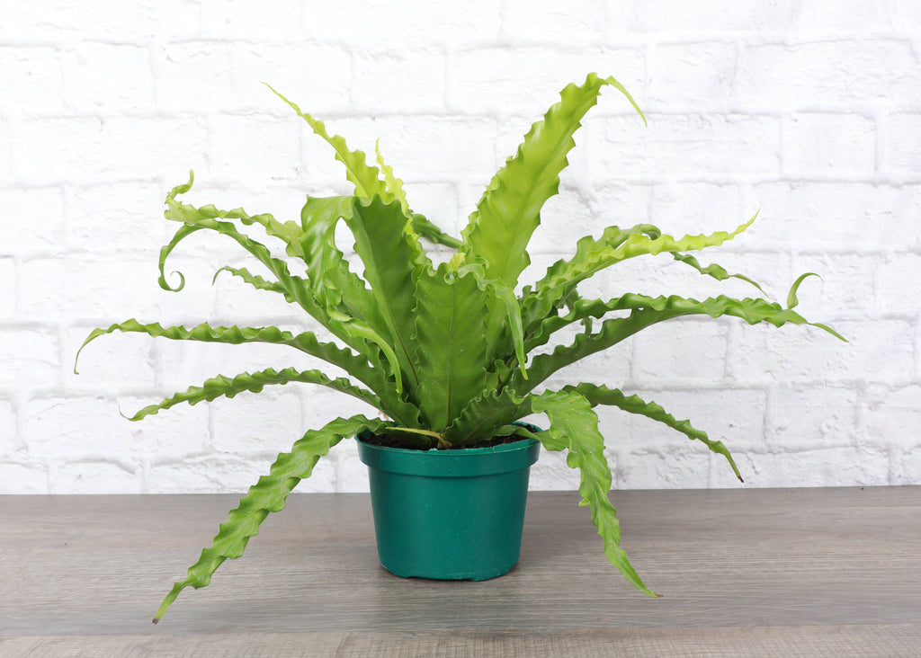 Victoria Bird's-Nest Fern