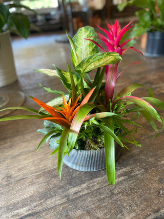 Designer's Choice Dish Garden
