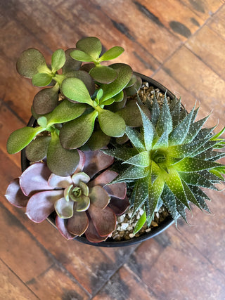 Designer's Choice Dish Garden