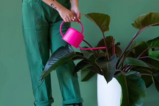 Indoor Plant Care: Tips from Herban Bloom's Experts