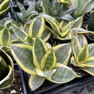 Bird's Nest Snake Plant - Live Plant 4" pot