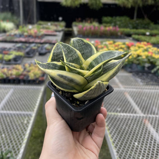 Bird's Nest Snake Plant - Live Plant 4" pot