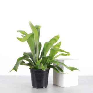 Staghorn Fern - Live Plant 4" pot
