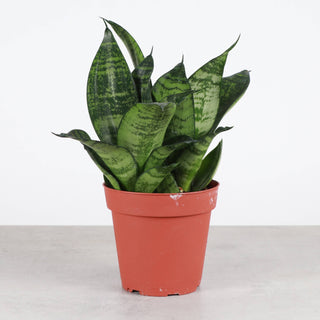 Bird's Nest Snake Plant - Live Plant 4" pot