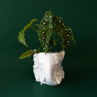 Edie the Elephant Planter