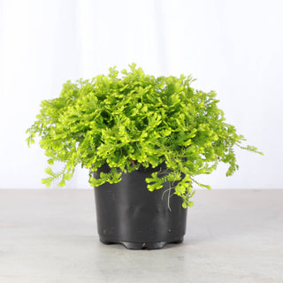 Gold Club Moss Fern - 4" Live Plant