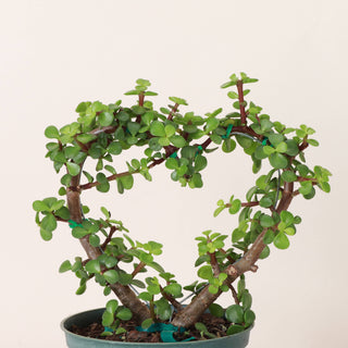 Jade Heart PLANT -  Live Plant