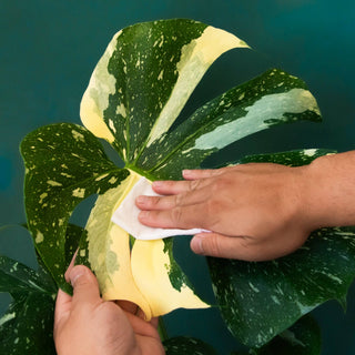 Plant Cleansing Wipes | Rainforest | Neem Oil Infused