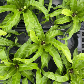 Hurricane Bird's-nest Fern - 4" Live Plant