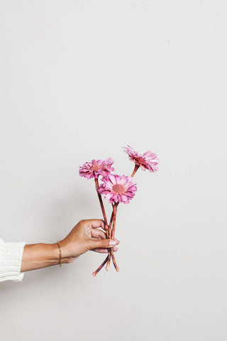 Pink Dried Protea Rosettes IDLEWILD