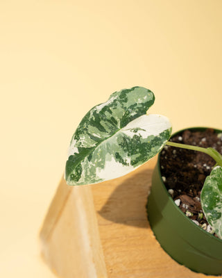 4" Frydek Alocasia 'Frydek'