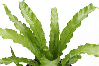 Victoria Bird's-Nest Fern - Live Plant 4" Pot