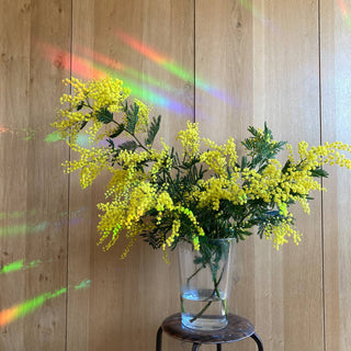 Rainbow Maker Sticker - Greenhouse Glow BOTANOTOPIA