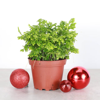 Frosty Fern Plant - Live Plant