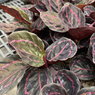 Calathea Dottie - 4" Live Plant
