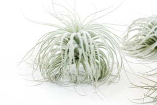 XL Tillandsia Tectorum Ecuador Air Plants
