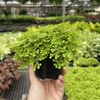 Gold Club Moss Fern - 4" Live Plant