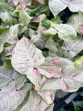 Syngonium Milk Confetti - 4" Live Plant