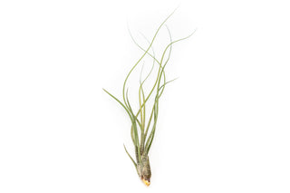 Large Tillandsia Butzii Air Plants