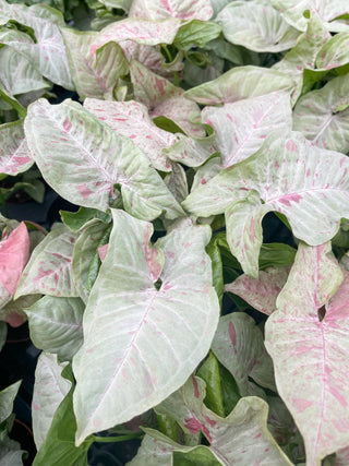 Syngonium Milk Confetti - 4" Live Plant