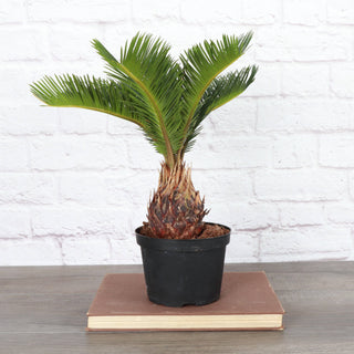 Sago Palm - Live Plant 6" Pot