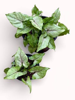 Syngonium Pink Allusion Live Plant