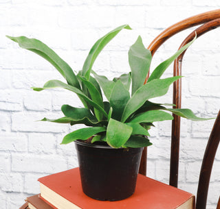 Staghorn Fern - Live Plant 4" pot