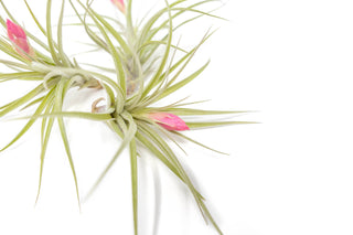 Tillandsia Stricta 'Green' Hybrid Air Plants