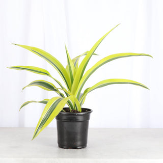Lemon Lime Dracaena - Live Plant 6" pot