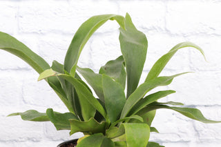Staghorn Fern - Live Plant 4" pot
