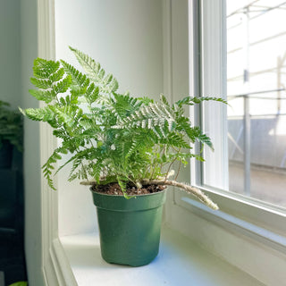 Rabbit's Foot Fern - 4" Live Plant