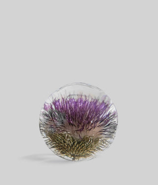Open Thistle Botanical Resin Paperweight BLOOMIST