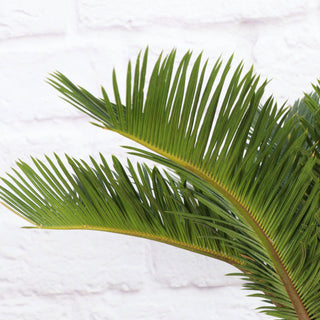 Sago Palm - Live Plant 6" Pot