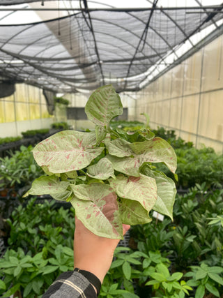 Syngonium Milk Confetti - 4" Live Plant