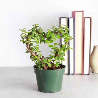 Jade Heart PLANT -  Live Plant