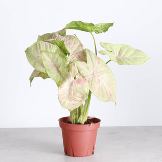 Syngonium Milk Confetti - 4" Live Plant