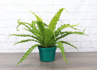 Victoria Bird's-Nest Fern - Live Plant 4" Pot