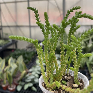 Princess Pine Crassula -  2" Live Plant