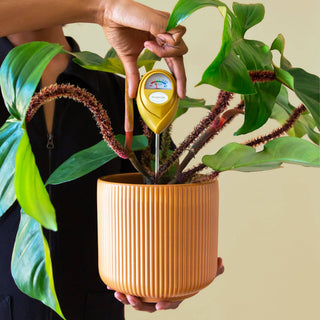 Moisture Meter |   Garden Party Box