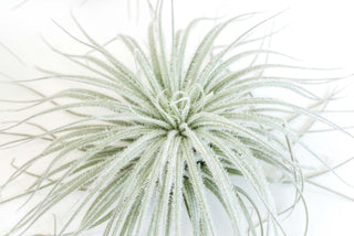 Jumbo Tillandsia Tectorum Ecuador Air Plant