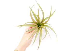Tillandsia 'Capitata Red' Live Air Plants