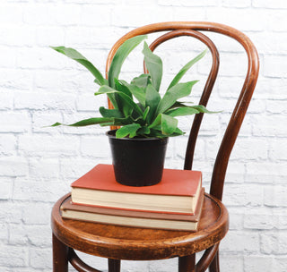Staghorn Fern - Live Plant 4" pot