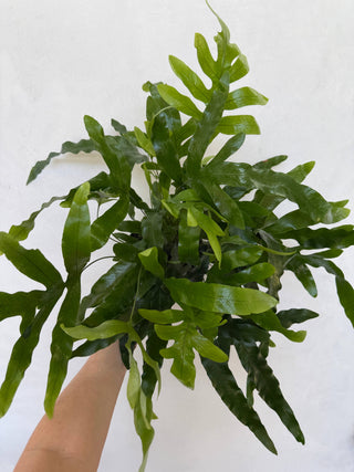 Blue Star Fern Live Plant
