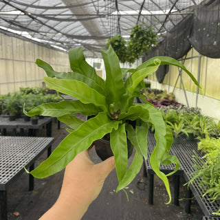 Hurricane Bird's-nest Fern - 4" Live Plant