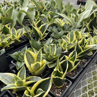 Bird's Nest Snake Plant - Live Plant 4" pot