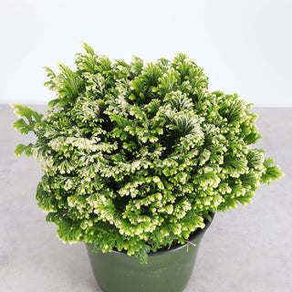 Frosty Fern Plant - Live Plant