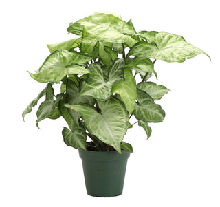 White Butterfly Syngonium - Live Plant