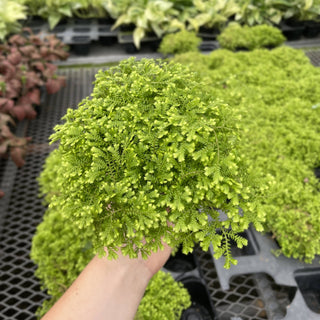 Gold Club Moss Fern - 4" Live Plant