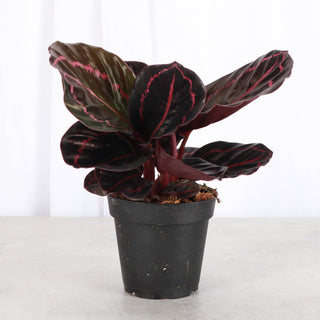 Calathea Dottie - 4" Live Plant