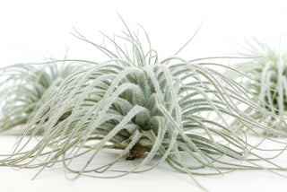 Extra Large Tillandsia Tectorum Ecuador Air Plant Live